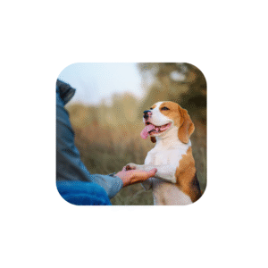 Secrets of dog training in the best ways