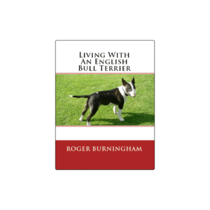 Learning To Live With An English Bull Terrier from Puppy To Adult
