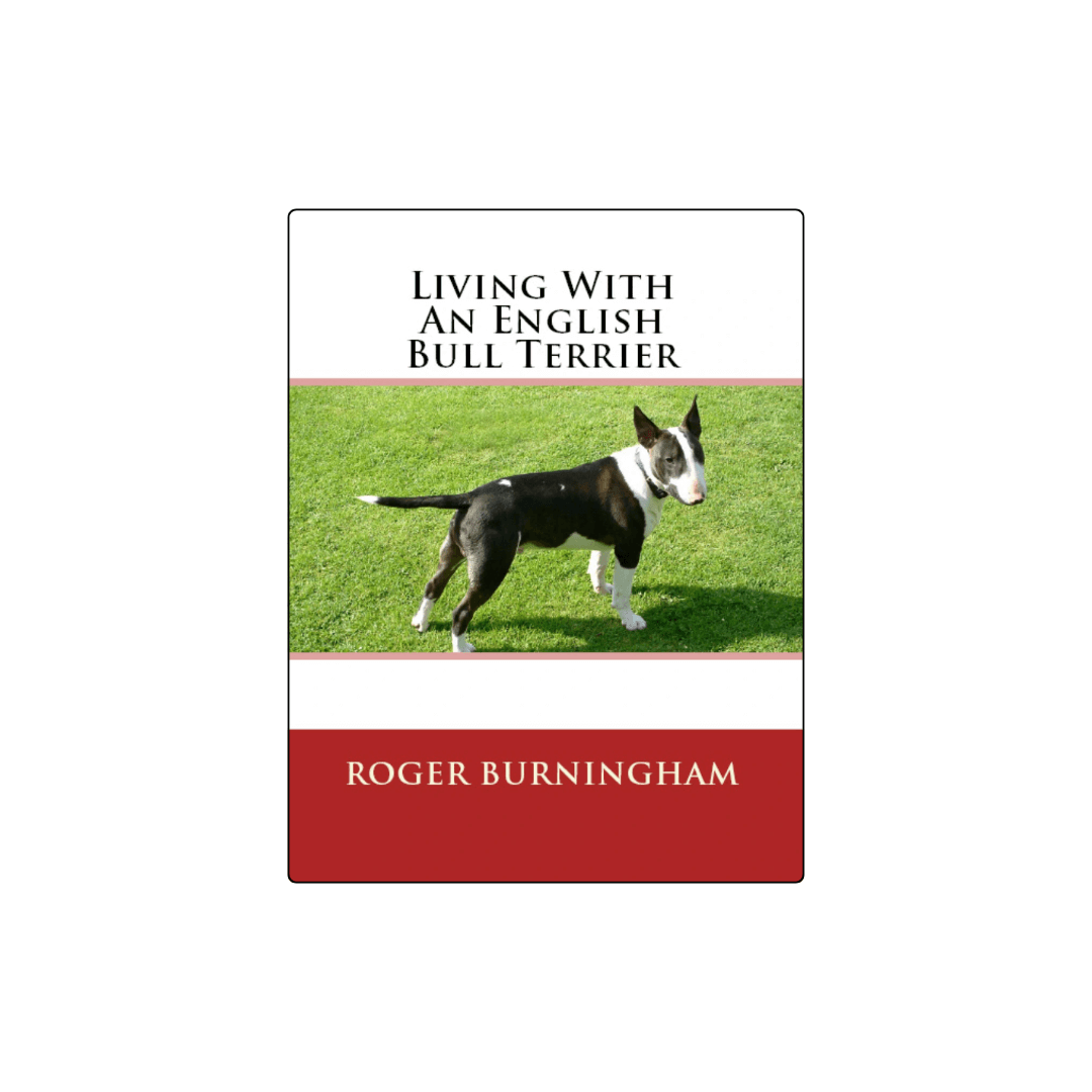Learning To Live With An English Bull Terrier from Puppy To Adult